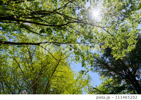 仙台のお花畑 111465202