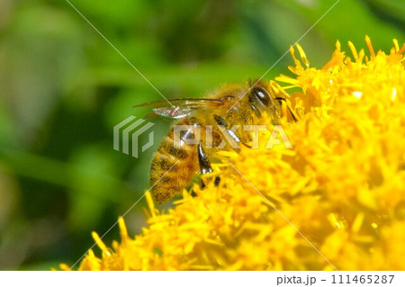 蜂 111465287