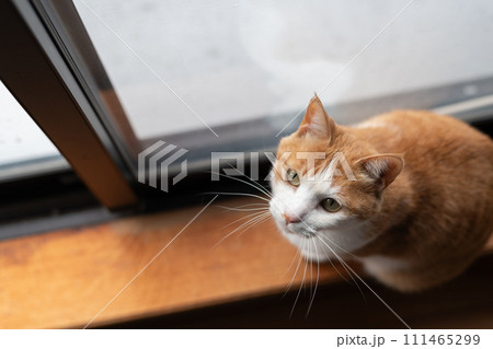 見つめる猫 茶トラ白 見つめる猫 茶トラ白 111465299