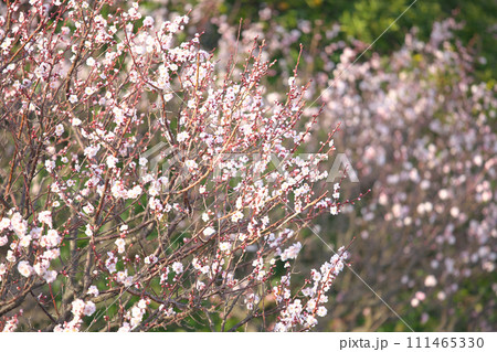 春の訪れを告げる梅の花　　自然風景 111465330