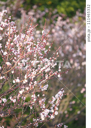 春の訪れを告げる梅の花　　自然風景 111465332