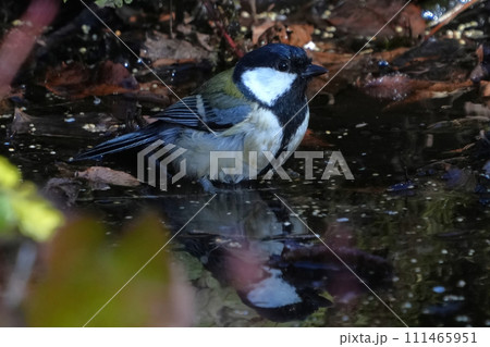 シジュウカラ シジュウカラ 111465951