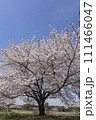 青空に映える満開の桜 111466047
