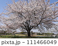 ソメイヨシノ 111466049
