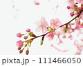 咲き始めた桜の花 111466050