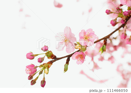 咲き始めた桜の花 111466050