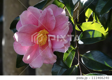 ピンクの椿の花 ピンクの椿の花 111466240