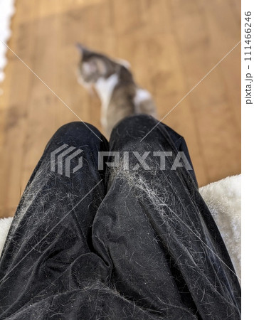 膝に抱っこして猫を撫でた結果こうなる 膝に抱っこして猫を撫でた結果こうなる 111466246