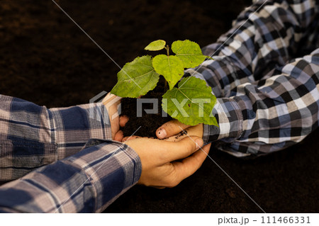 Close-up. The hands seem to protect the young tree. Saving the planet, protecting trees. Hands hold a young tree above the ground, preparing to plant it. 111466331