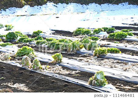 雪の残る白菜畑 111466481