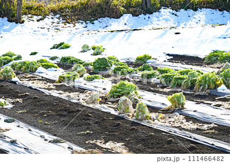 雪の残る白菜畑 雪の残る白菜畑 111466482