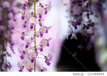 春光芒に映える大藤の花クローズアップ【樹齢約300年余りの天然記念物「中山の大藤」】柳川市 111466604