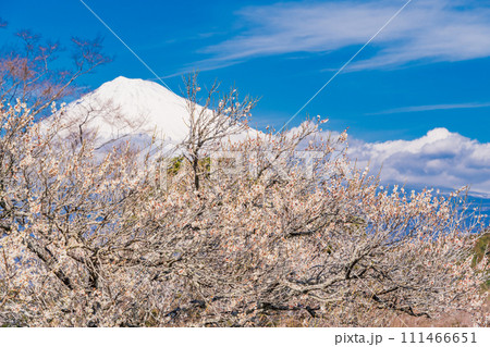 (静岡県)岩本山公園の梅と富士山 (静岡県)岩本山公園の梅と富士山 111466651