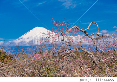 （静岡県）岩本山公園の梅と富士山 111466655