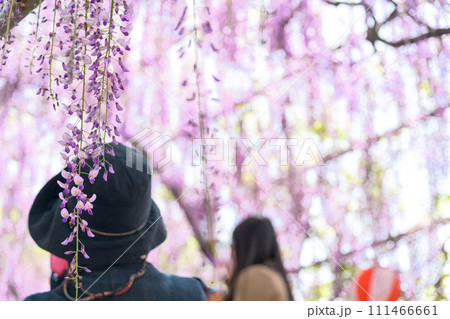 春光芒に映える見事な大藤の花クローズアップ【樹齢約300年余りの天然記念物「中山の大藤」】柳川市 111466661