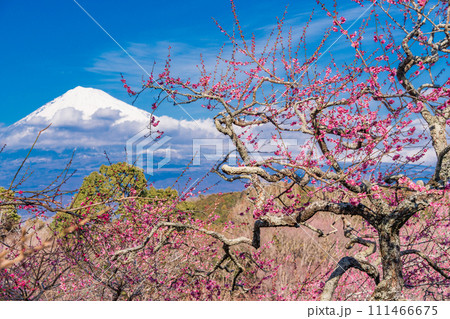 (静岡県)岩本山公園の梅と富士山 (静岡県)岩本山公園の梅と富士山 111466675