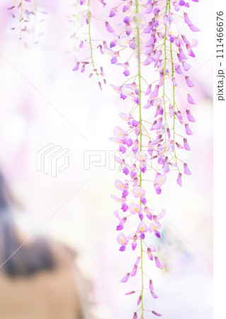 春光芒に映える見事な大藤の花クローズアップ【樹齢約300年余りの天然記念物「中山の大藤」】柳川市 春光芒に映える見事な大藤の花クローズアップ【樹齢約300年余りの天然記念物「中山の大藤」】柳川市 111466676