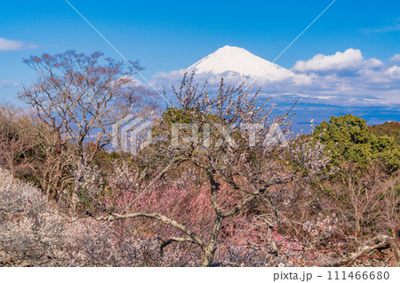 (静岡県)岩本山公園の梅と富士山 (静岡県)岩本山公園の梅と富士山 111466680