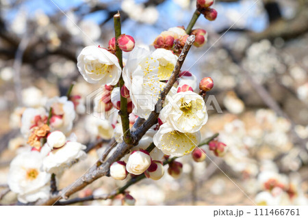 白い梅の花 白い梅の花 111466761