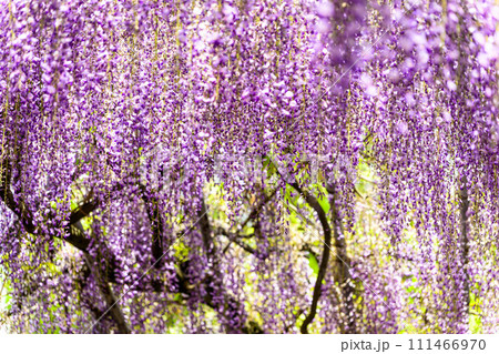 春光芒に映える石橋にかかる見事な大藤の花アーチ【樹齢約300年余りの天然記念物「中山の大藤」】柳川市 111466970