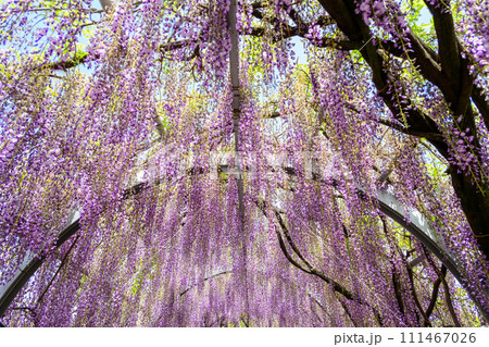 春光芒に映える石橋にかかる見事な大藤の花アーチ【樹齢約300年余りの天然記念物「中山の大藤」】柳川市 春光芒に映える石橋にかかる見事な大藤の花アーチ【樹齢約300年余りの天然記念物「中山の大藤」】柳川市 111467026