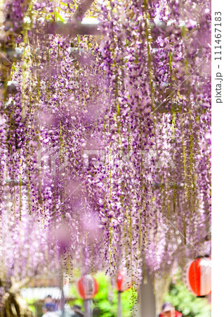 春光芒に映える提灯と見事な大藤の花【樹齢約300年余りの天然記念物「中山の大藤」】柳川市 111467183