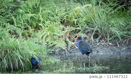 Two native Pukeko birds roaming through swampy landscape looking for food, New Zealand 111467322