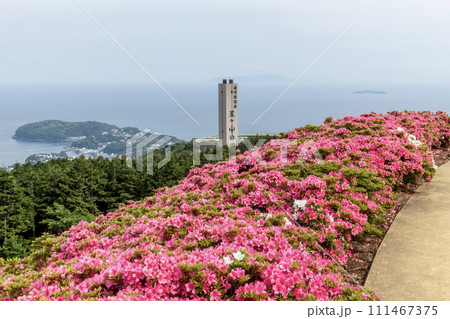 湯河原町　星ヶ山公園　満開のさつきの郷風景 111467375