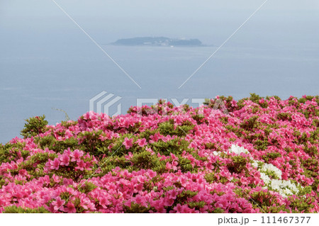 湯河原町　星ヶ山公園　満開のさつきの郷風景 111467377