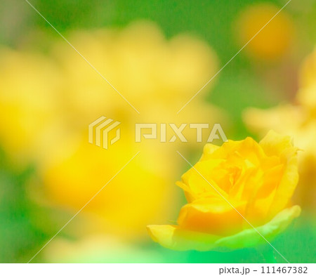 黄色い薔薇2024.2.11-2. 111467382