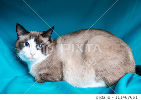 Gray cat with blue eyes portrait on blue background 111467661