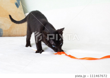 Black kitten playing with a rope closeup 111467672