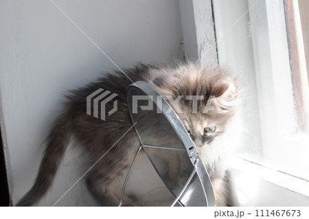 Little grey kitten and mirror in the sun Little grey kitten and mirror in the sun 111467673