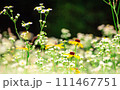 キヌガサギクとヒメジョオン 111467751