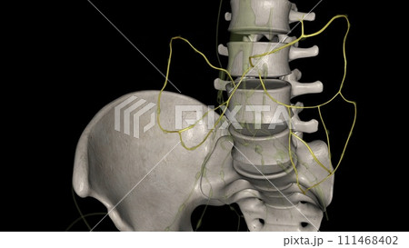 Mesenteric lymphatic vessels play a critical role in intestinal interstitial fluid balance 111468402