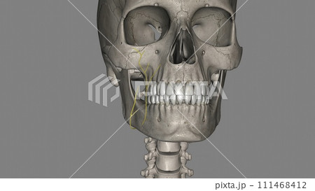 Facial lymph nodes. Lymphatic drainage of the orbit and periocular adnexa occurs by way of the infraorbital, buccinator, 111468412