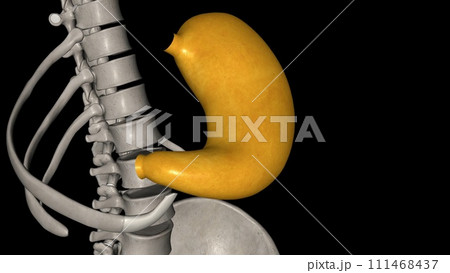 The stomach is a J-shaped organ that digests food 111468437