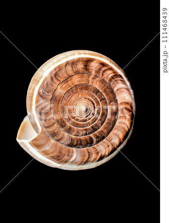 Conus Figulinus sea Shell on a black background 111468439