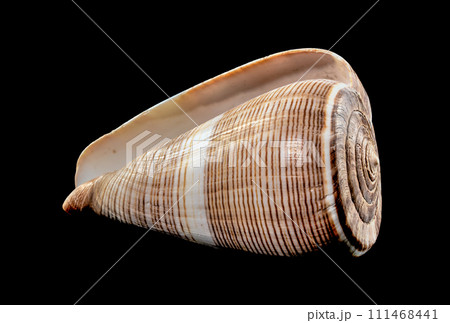 Conus Figulinus sea Shell on a black background 111468441
