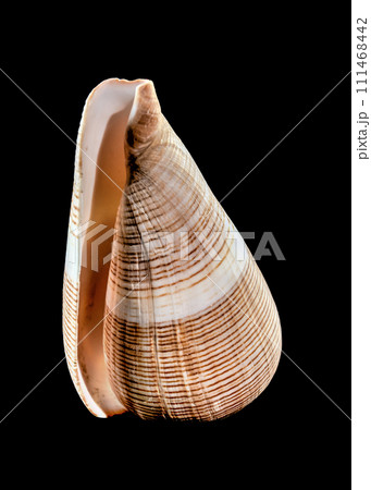 Conus Figulinus sea Shell on a black background 111468442