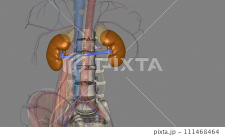 The renal veins are blood vessels that return blood to the heart from the kidney The renal veins are blood vessels that return blood to the heart from the kidney 111468464