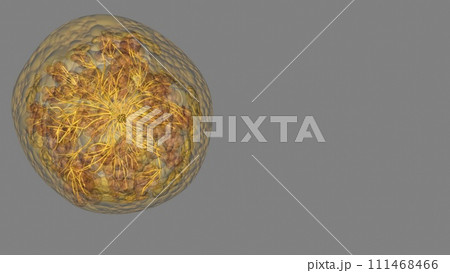 A lactiferous duct collects the milk from the lobules within each lobe and carries it to the nipple 111468466