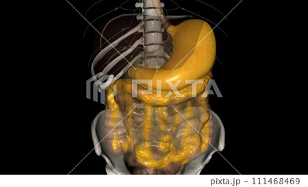 The stomach is a J-shaped organ that digests food 111468469