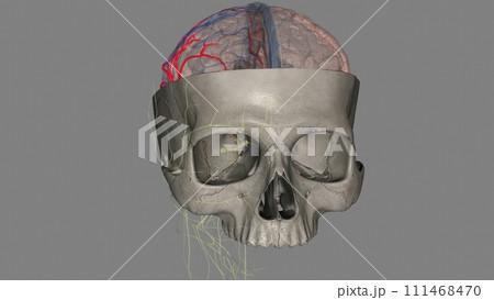 The middle cerebral artery (MCA) is a critical artery which has an extensive clinical significance 111468470
