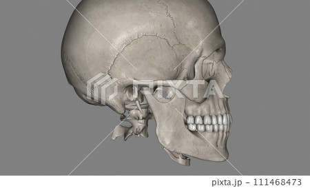 The human skull consists of 22 bones The human skull consists of 22 bones 111468473