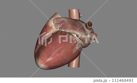 The heart is a fist-sized organ that pumps blood throughout your body The heart is a fist-sized organ that pumps blood throughout your body 111468491
