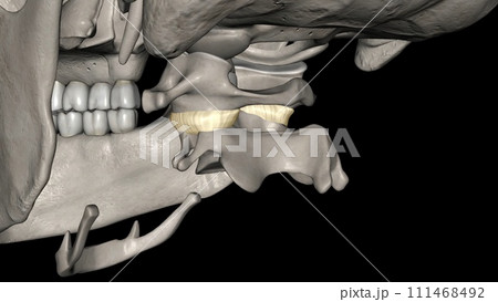 Capsule of lateral Atlanto axial joint Capsule of lateral Atlanto axial joint 111468492