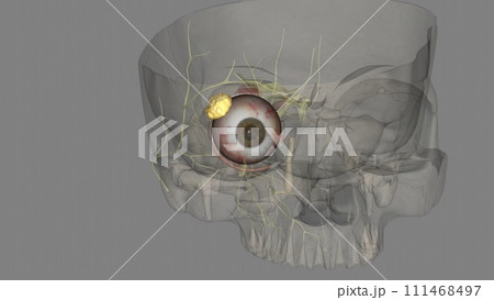 The lacrimal gland is a bilobed, tear-shaped gland with the primary function of secreting the aqueous portion 111468497