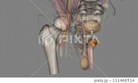 bulbocavernosus muscle, also called Bulbospongiosus, a muscle of the perineum, the area between the anus and the genitals bulbocavernosus muscle, also called Bulbospongiosus, a muscle of the perineum, the area between the anus and the genitals 111468514