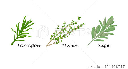 Spicy herbs. Tarragon, cumin and sage. A set of fresh herbs. Seasonings for cooking. A collection of spices. Vector illustration 111468757